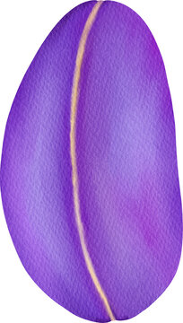 akebi watercolor exotic fruit clipart illustration