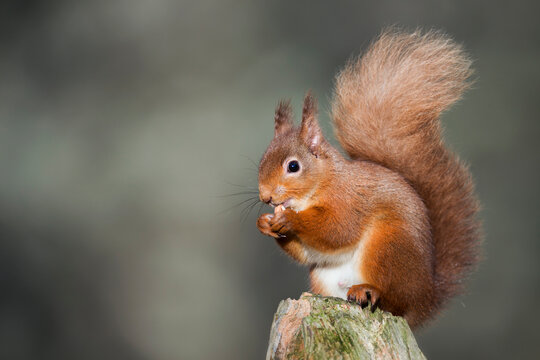 Red squirrel eating