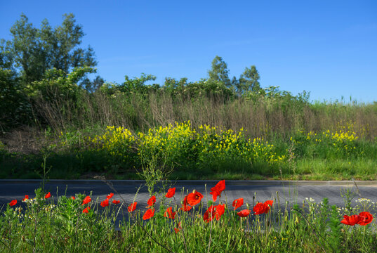 Red poppies and yellow rape along a motorway in Lelystad Netherlands
