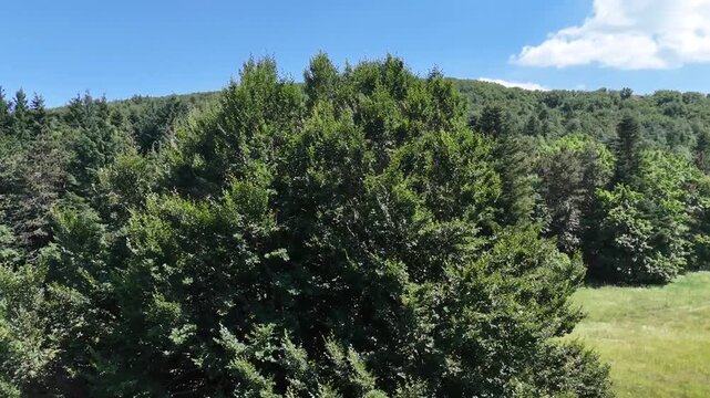 Gruppo di abeti in primo piano con montagna verde sullo sfondo sotto un cielo azzurro, in un paesaggio naturale luminoso e incontaminato