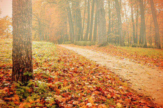 Autumn park landscape in cloudy foggy weather, park alley with orange and yellow trees and fallen leaves on the foreground