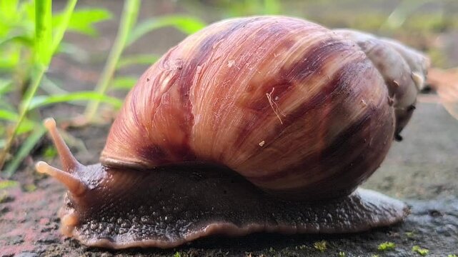 A cute garden snail slowly crawling across the ground in a home yard, showcasing its spiral shell and gentle movement in a peaceful outdoor environment after damp weather