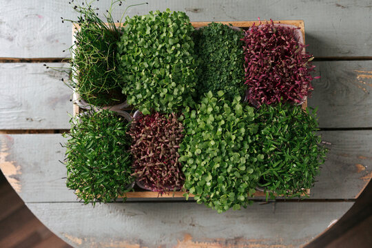 Box with microgreens on wooden table