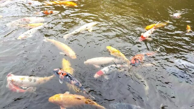 静寂な日本庭園の池で餌に群がる優雅に泳ぐ金や紅白の美しい錦鯉