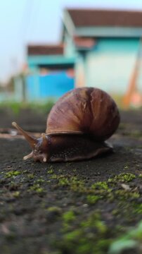 A cute garden snail slowly crawling across the ground in a home yard, showcasing its spiral shell and gentle movement in a peaceful outdoor environment after damp weather