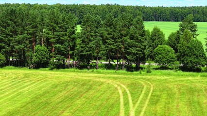 Naklejka premium Green grass field with winding tractor tracks adjacent to dense pine tree line in summer