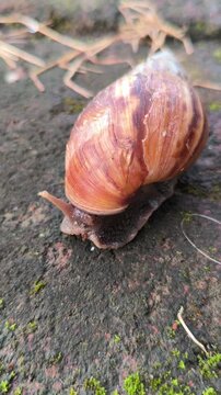 A cute garden snail slowly crawling across the ground in a home yard, showcasing its spiral shell and gentle movement in a peaceful outdoor environment after damp weather
