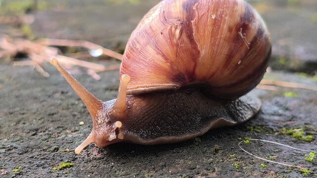 A cute garden snail slowly crawling across the ground in a home yard, showcasing its spiral shell and gentle movement in a peaceful outdoor environment after damp weather