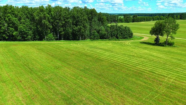 Green grass field with cut patterns and trees under a bright blue sky view