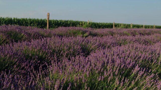 A lavender field, fragrant lavender bushes are swaying in the wind, bees are buzzing over the flowers, collecting pollen, everything is flooded with sunlight.