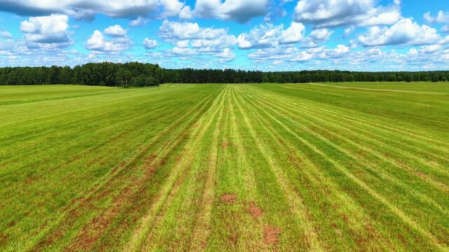 Lush green grass field with neatly cut stripes beneath a bright blue sky and fluffy clouds