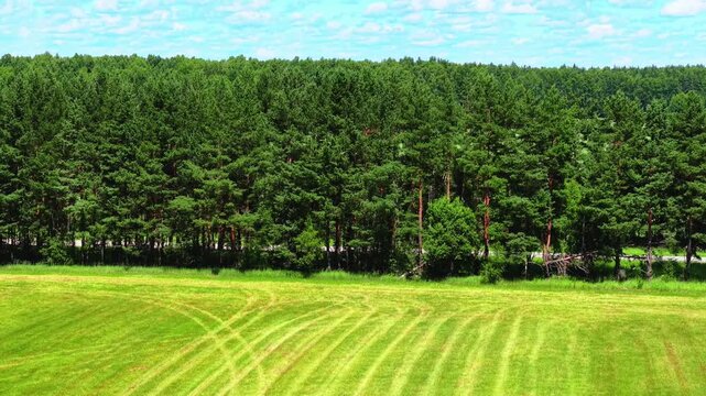 Green grass field with patterned mowed rows adjacent to dense pine forest under clear blue sky