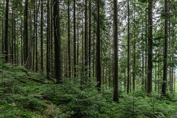 Dense coniferous forest on mountain slope © solidmaks