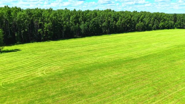 Vibrant green grass field with parallel mowing lines under a clear blue sky