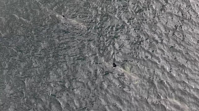 Aerial view of basking sharks at Muckross Head ,Donegal - Ireland