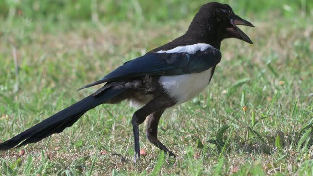 Young Magpie (Pica pica) looking for food on a garden lawn with its beak wide open on a very warm but windy day. July, Kent, UK [Half speed]