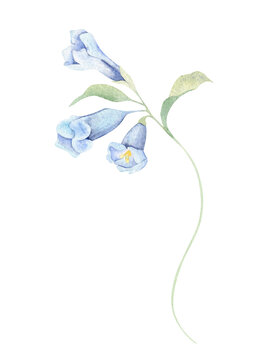 Bluebell flowers branch watercolor hand painted isolated illustration. Soft plant bellflower blossom wildflowers, green stem and leaves. Botanical element for sprint design, wedding invitation card