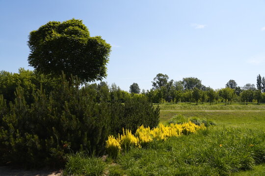 Lush Green Garden Landscape with Yellow Flowers and Rounded Tree Under Bright Sunny Blue Sky Serene Outdoor Park Scene