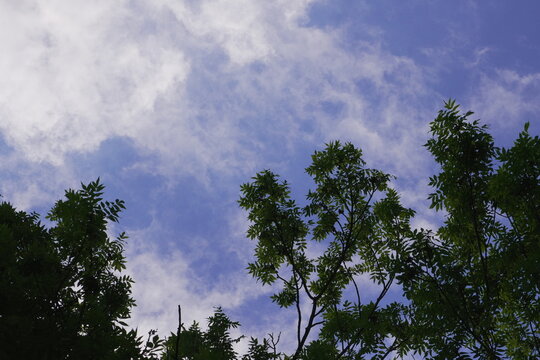 Looking Up at Blue Sky Through Green Tree Leaves and Silhouetted Branches on a Sunny Summer Day