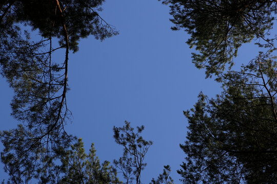 Vast Deep Blue Sky Framed by Dark Pine Tree Branches and Needles Creating a Natural Canopy Overhead View