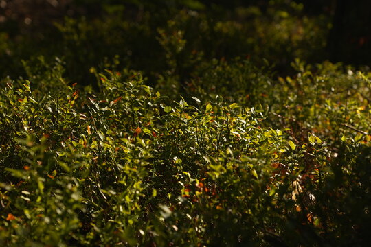 Dense Green Foliage with Dappled Sunlight Filtering Through Creating an Organic Textured Backdrop for Natural Backgrounds