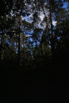 Vertical Looking Up at Dappled Sunlight Filtering Through Forest Canopy Branches with Blue Sky and Clouds Contrasting Shadow and Light