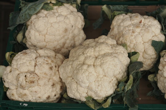 Fresh White Cauliflower Heads with Green Leaves in Plastic Crate for Healthy Eating and Market Display