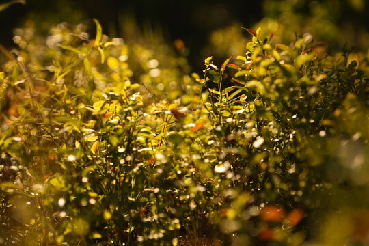 Sunlight Bokeh on Wet Green Leaves Macro with Dew Drops Shimmering in Soft Focus for Organic Nature Backgrounds