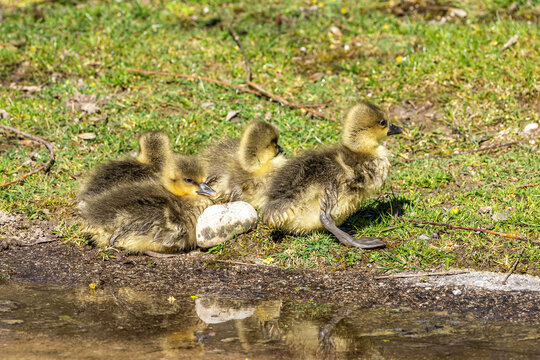 Beautiful yellow fluffy greylag goose baby gosling in spring, Anser anser