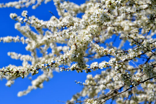 Bl&uuml;hender Pflaumenbaum im April vor strahlend blauem Himmel bei Au im Bregenzerwald, Vorarlberg, &Ouml;sterreich