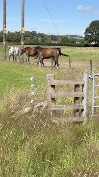 Four Horses in a Carmarthenshire Field, Wales, U.K.