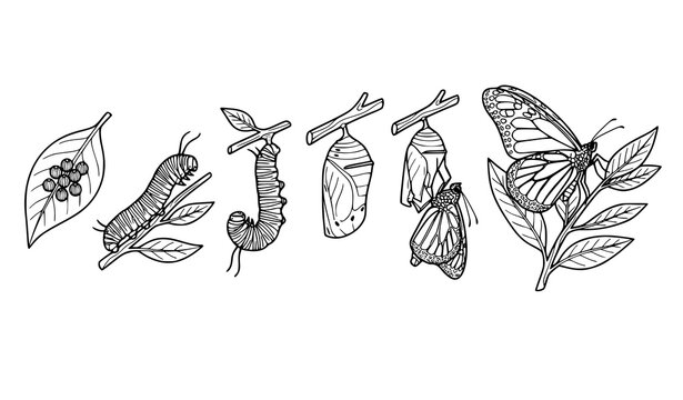 Detailed Butterfly Metamorphosis Life Cycle Sketch Set with Egg Caterpillar Chrysalis Emerging and Monarch Butterfly on Leaf Branches for Educational Coloring Pages