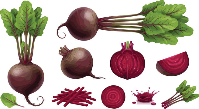 Fresh Red Beetroot Vector Set with Whole Beet Roots Half Slices Cut Sticks Green Leaves and Juice Splash isolated on White Background for Grocery Product Designs
