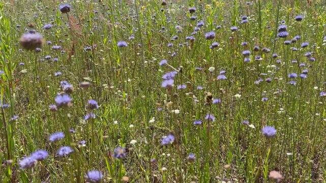Purple wildflowers swaying in the wind with bees buzzing in a sunny meadow. Natural summer scene