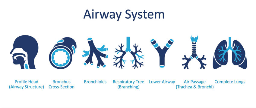 Respiratory airway system icons, human lungs and bronchus anatomy set, medical breathing vector art