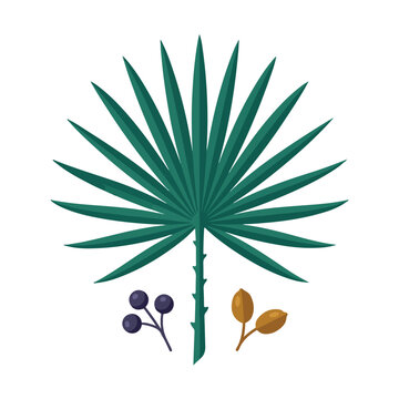 An elegant vector illustration of a green fan palm leaf accompanied by small clusters of dark berries and golden seeds on a plain background.