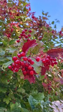 Red viburnum berries on branch with autumn leaves. Ripe guelder rose bush, herbal medicine, natural harvest closeup background.