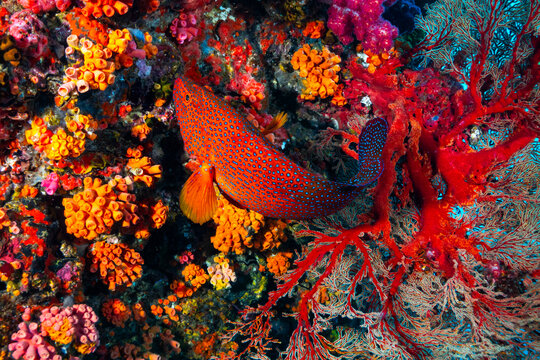 Coral grouper fish swimming among vibrant soft corals at the famous Richelieu Rock diving site in Thailand