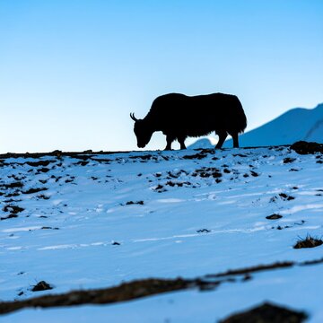 Black bear walking across snowy mountain slope in winter.