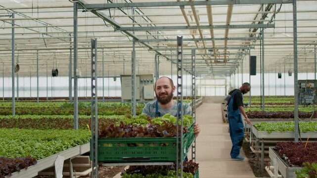 Smiling Caucasian greenhouse worker welcoming coworker while transporting a rack of crates with organic lettuce, showing irrigation equipment and organic soil beds for fresh produce supply.