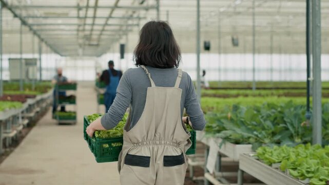 Caucasian vegetable picker seen from behind carrying a crate of lettuce in organic greenhouse farm for delivery, showing professional greenhouse work and organic farming for fresh produce supply.