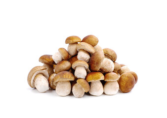 Obraz premium Porcini mushrooms on white background.