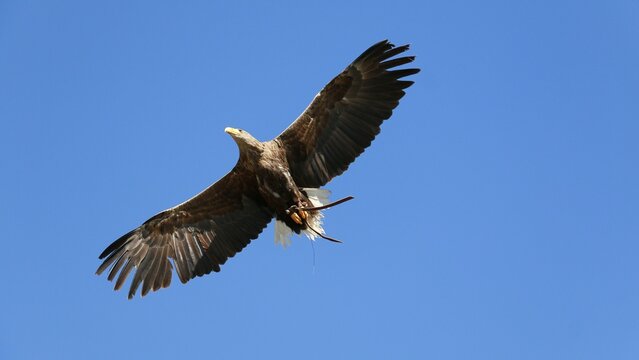 Adler im Flug am himmel