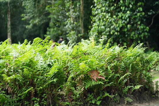 Lush green ferns growing in natural forest environment