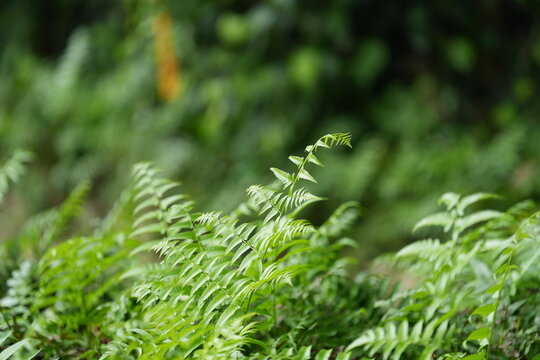 Close up of green fern leaves in natural environment