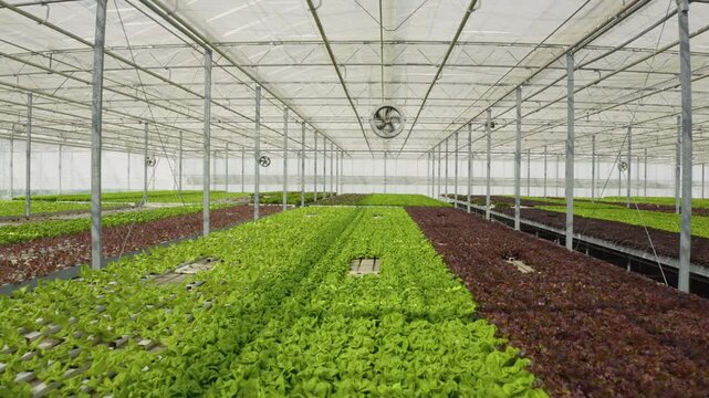 Rows of mixed varieties of organic lettuce and organic vegetables grown pesticide-free in greenhouse, showing aerial greenhouse rows and hydroponic cultivation in organic food production.