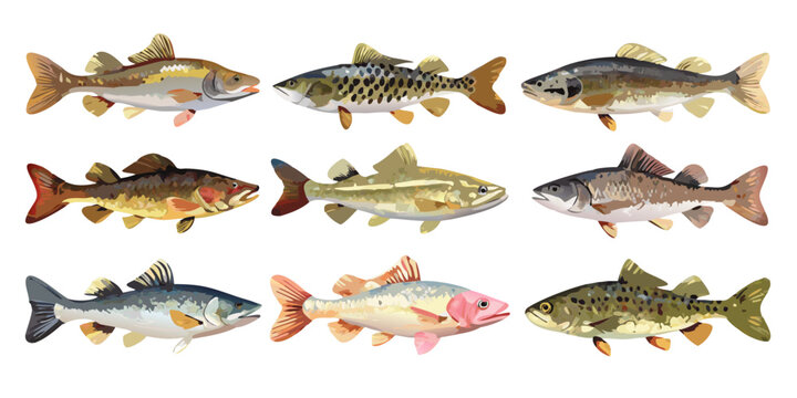 Set of various wild fish species collection, vector
