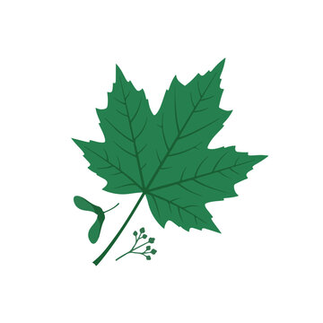 This green maple leaf illustration features detailed veins, a winged seed, and tiny flower buds, isolated on a clean white background.