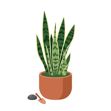An elegant vector illustration of a snake plant with sharp, patterned leaves in a terracotta pot, accompanied by a small stone and gardening shovel.