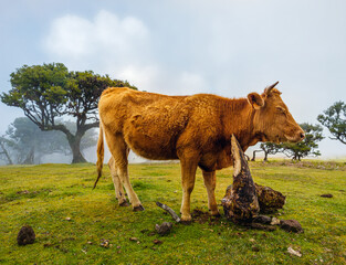 Fototapeta premium A brown cow standing on a green pasture next to ancient trees in the mysterious morning fog of Fanal Forest, Madeira.